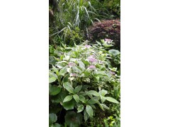 苞花臭牡丹圖2