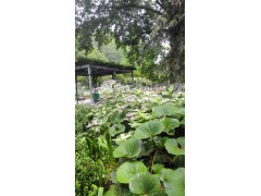 苞花臭牡丹圖3