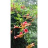 凌霄花--武漢解放公園草本