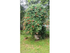 凌霄花--武漢解放公園草本圖2